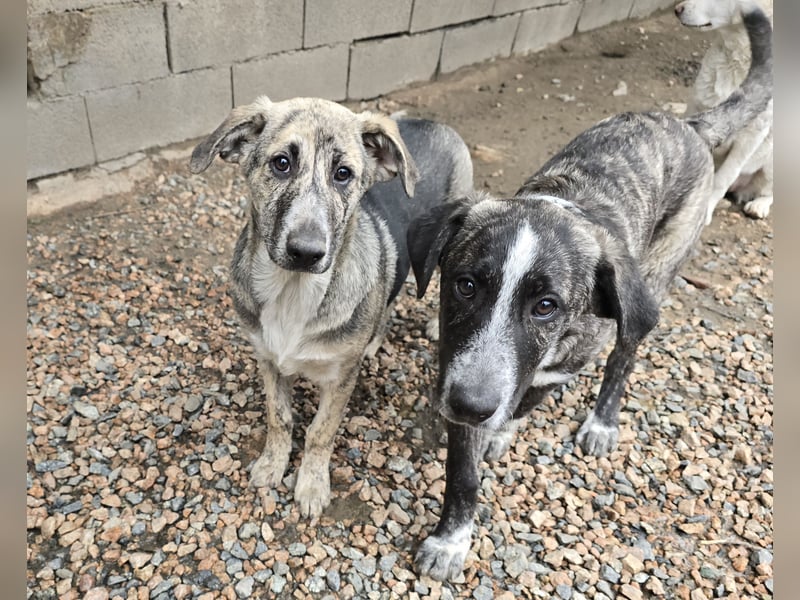 Cheyenne: beeindruckt mit ihrem ruhigen Wesen