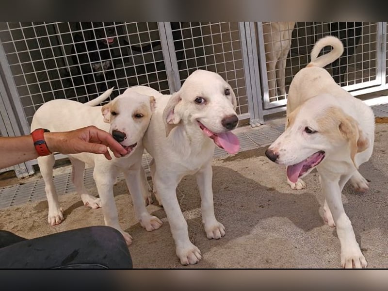 Rübe: wo sind die Labrador-Freunde