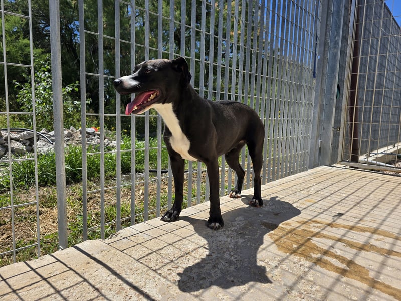 Sofia: Mini- Labrador für die ganze Familie