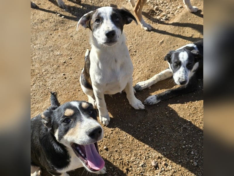 Brad: Hallo, hier bin ich!