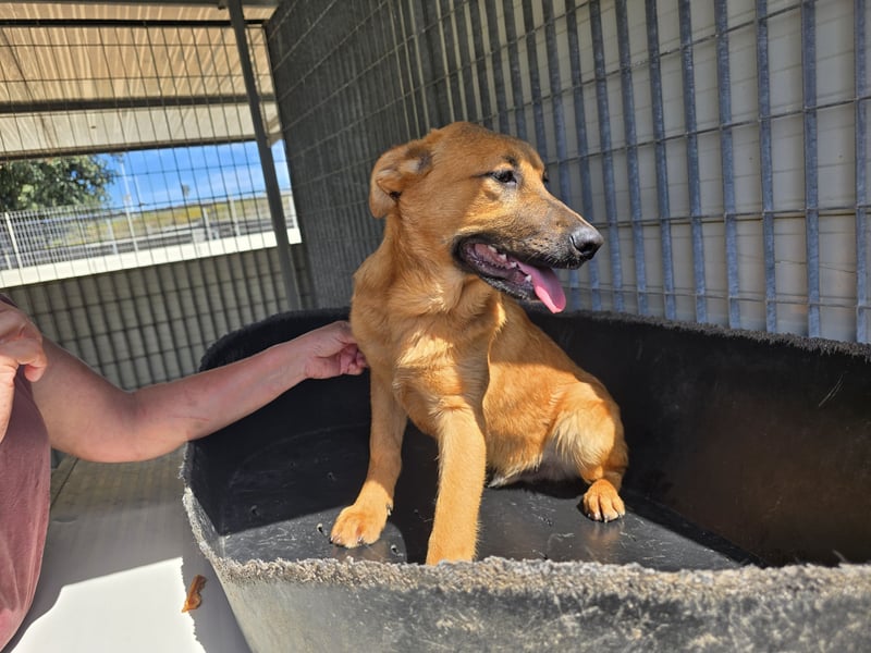 Fritz: kleiner Labbi-Mix wäre gern Familienhund