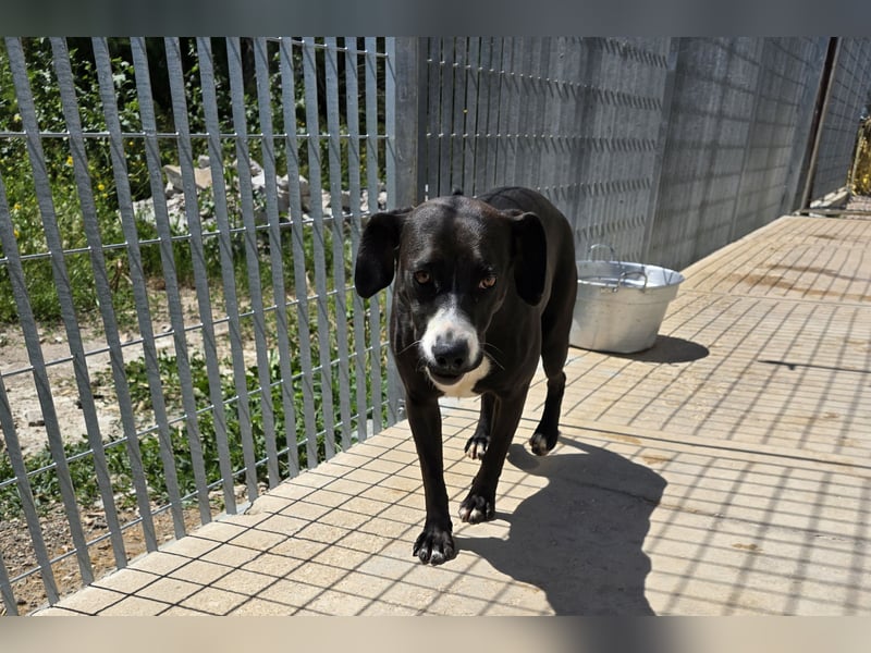 Sofia: Mini- Labrador für die ganze Familie