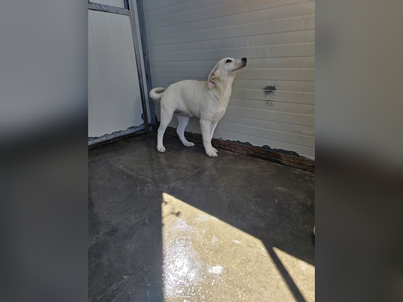 Liz: wer öffnet mir  die Tür?