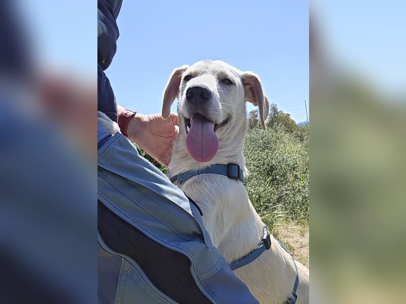 Esso: zarter kleiner Labbi-Mix