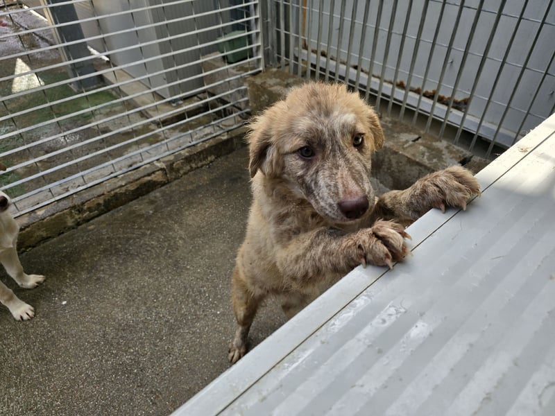 Kira: ein echter Hingucker