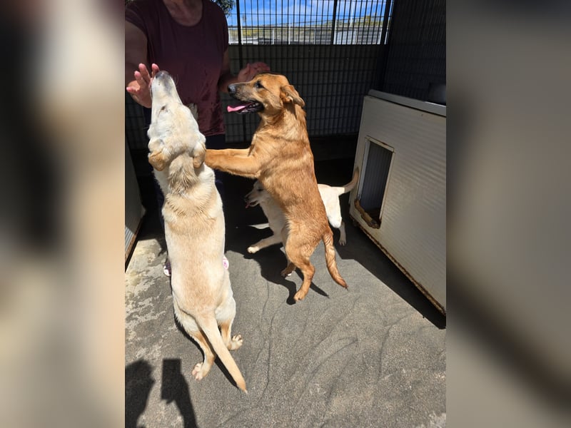 Fritz: kleiner Labbi-Mix wäre gern Familienhund