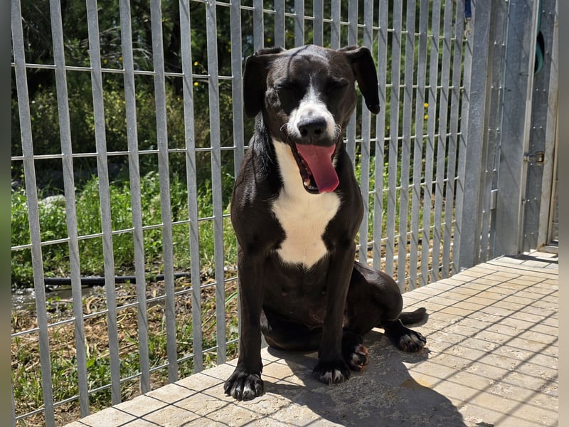 Sofia: Mini- Labrador für die ganze Familie