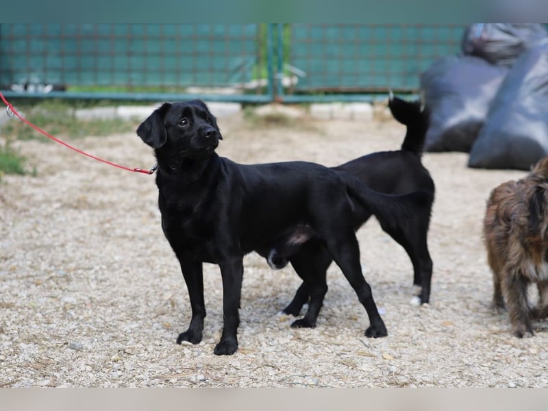 ROCKY - der liebe, aufgeschlossene Rüde kennt das Familienleben und träumt von einem lieben Zuhause