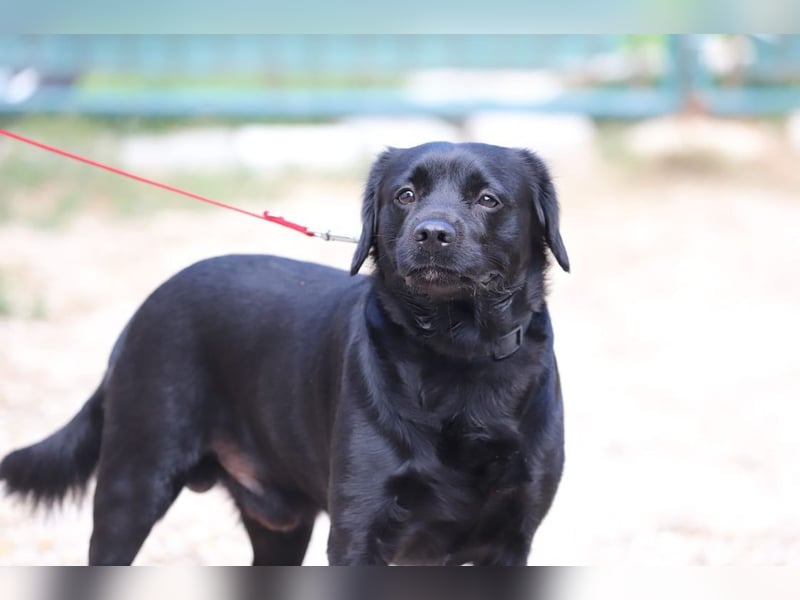 ROCKY - der liebe, aufgeschlossene Rüde kennt das Familienleben und träumt von einem lieben Zuhause