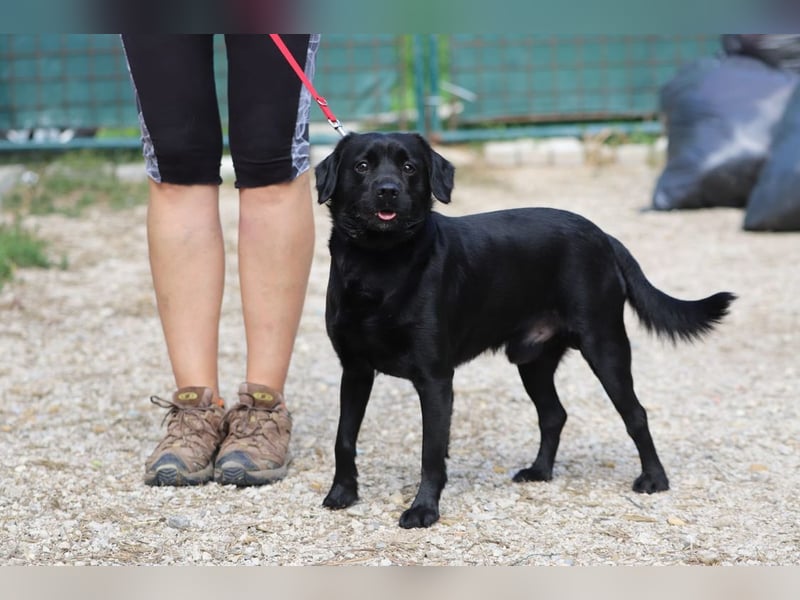 ROCKY - der liebe, aufgeschlossene Rüde kennt das Familienleben und träumt von einem lieben Zuhause