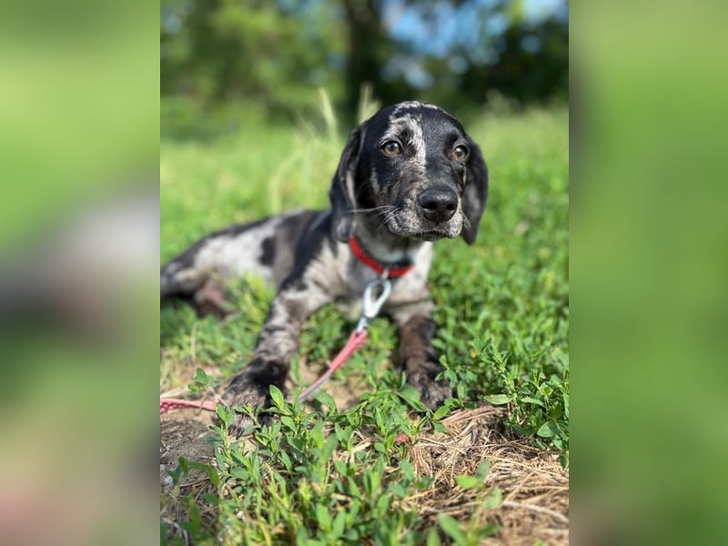 Welpe RUDI - ich möchte so gerne dein vierbeiniger Begleiter sein!