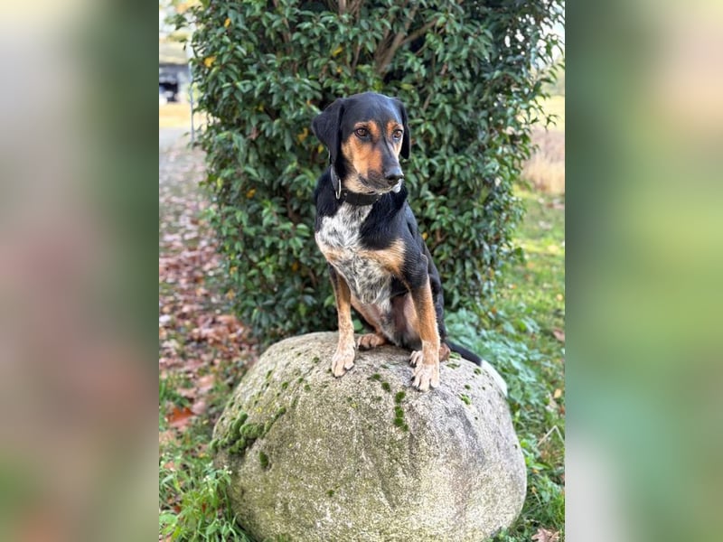 POLDI - der sportliche, kluge und treue Rüde sucht ein ruhiges, liebevolles Zuhause