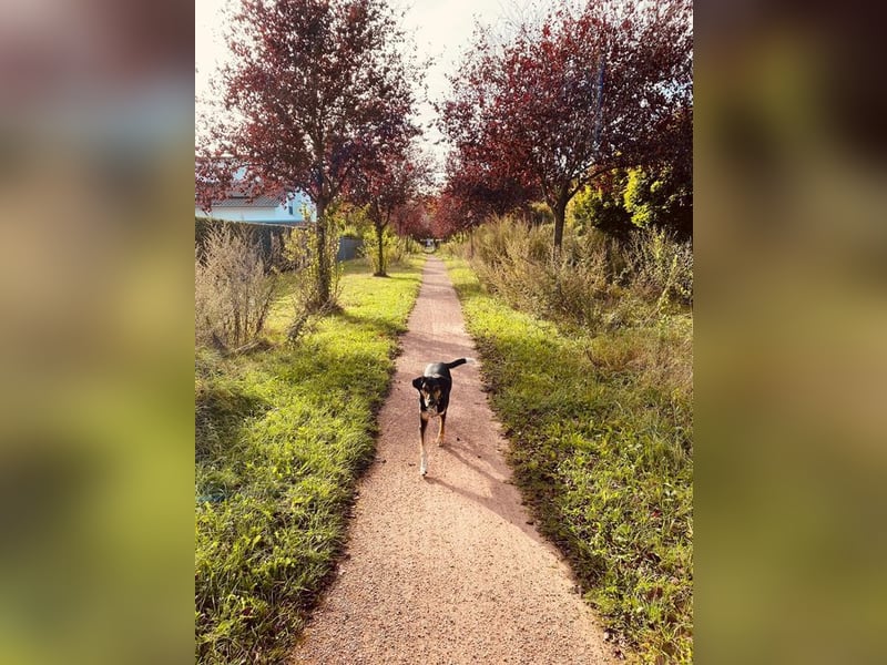 POLDI - der sportliche, kluge und treue Rüde sucht ein ruhiges, liebevolles Zuhause
