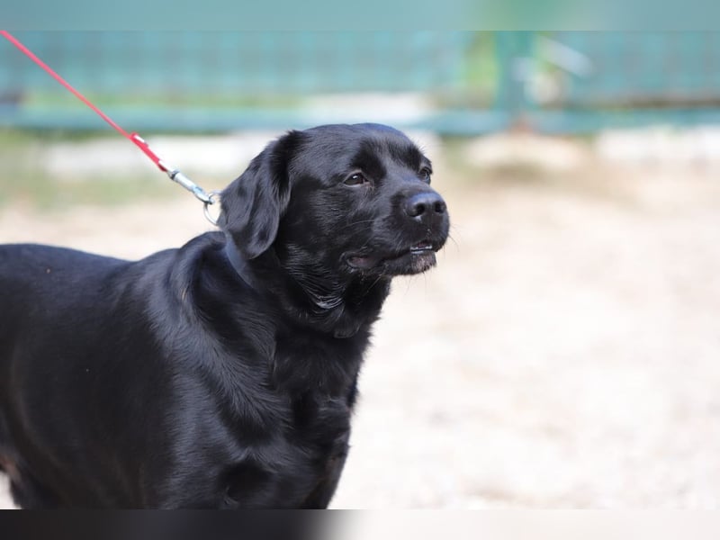 ROCKY - der liebe, aufgeschlossene Rüde kennt das Familienleben und träumt von einem lieben Zuhause