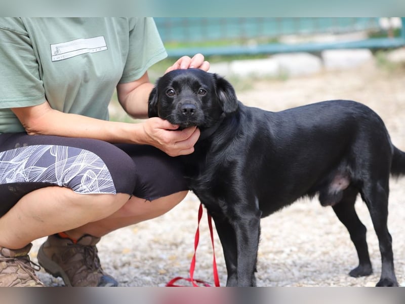 ROCKY - der liebe, aufgeschlossene Rüde kennt das Familienleben und träumt von einem lieben Zuhause