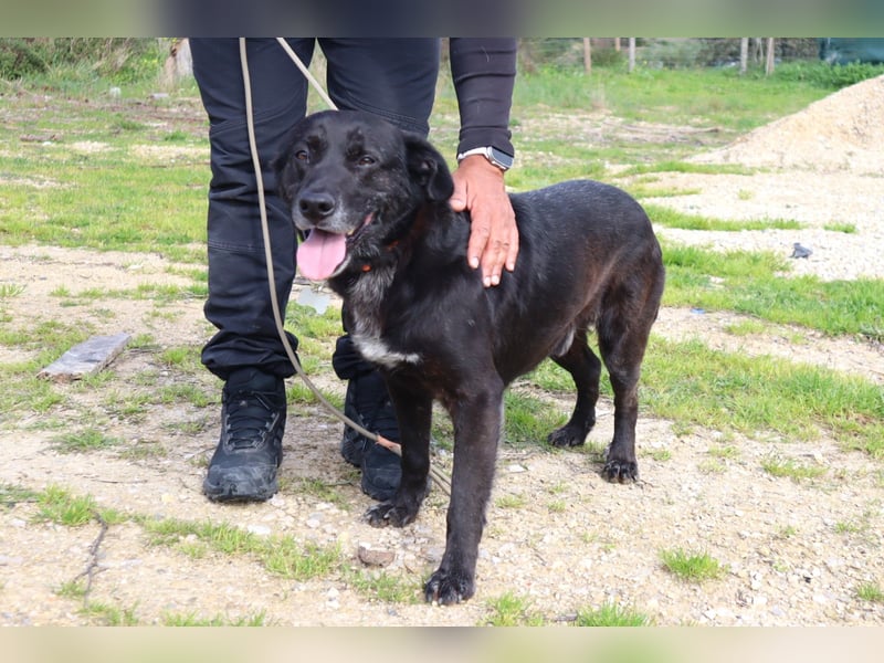 Freundlicher Labbi - Mix  PANTERA  ~ sucht ein Zuhause