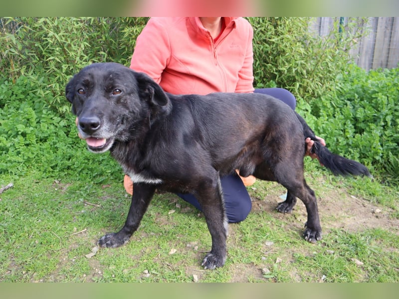 Freundlicher Labbi - Mix  PANTERA  ~ sucht ein Zuhause