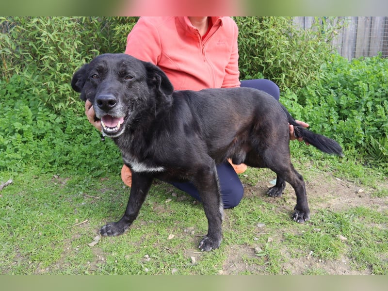 Freundlicher Labbi - Mix  PANTERA  ~ sucht ein Zuhause