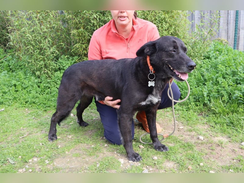 Freundlicher Labbi - Mix  PANTERA  ~ sucht ein Zuhause