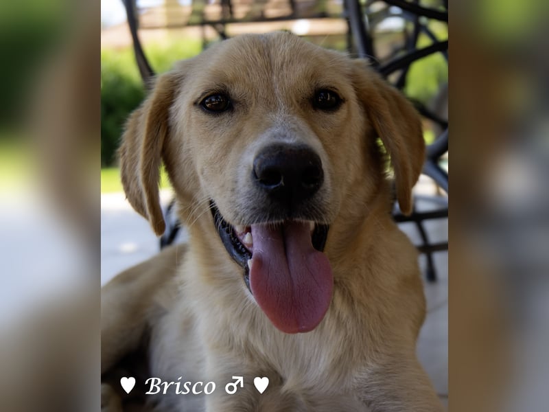 Brisco sucht ein Zuhause