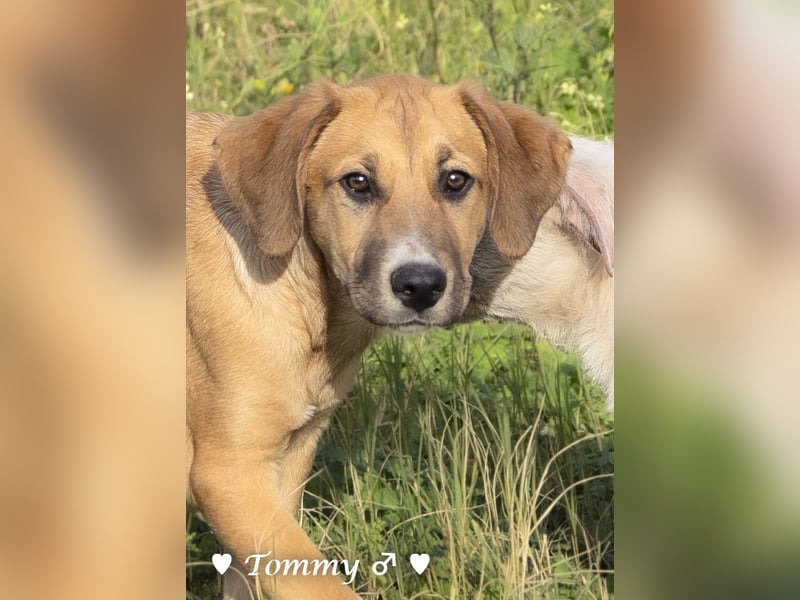 Tommy sucht ab sofort ein Zuhause