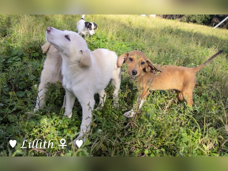 Lillith sucht ein Zuhause