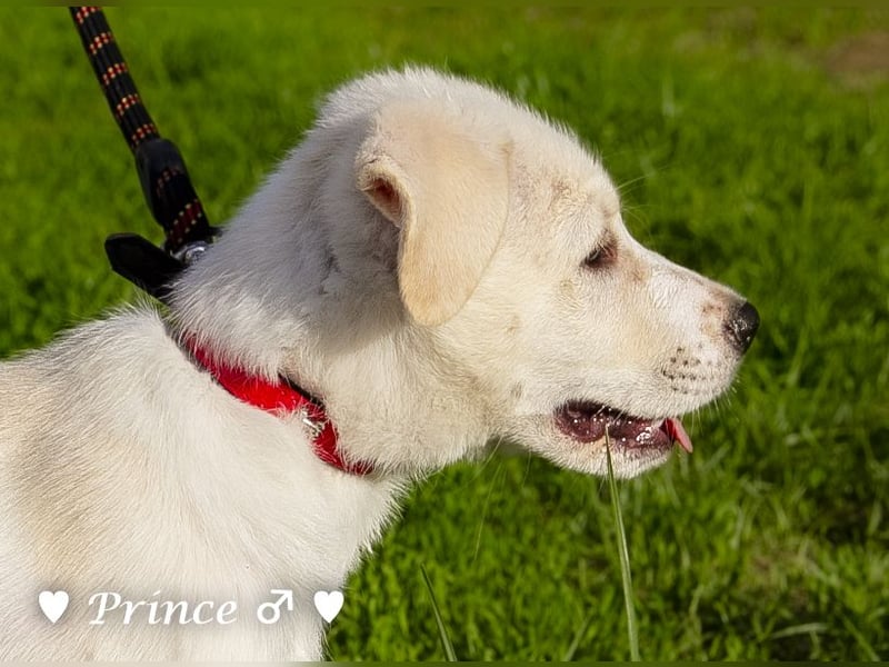 Prince sucht ein  Zuhause