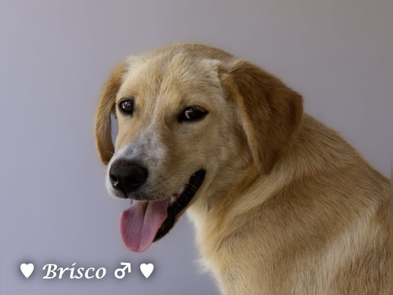 Brisco sucht ein Zuhause
