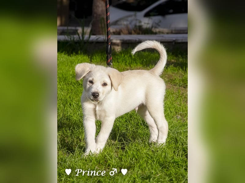 Prince sucht ein  Zuhause