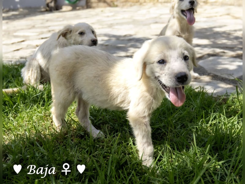 Badu, Baja,  Bambi, Scorpio und   Brownie suchen ab August ein Zuhause