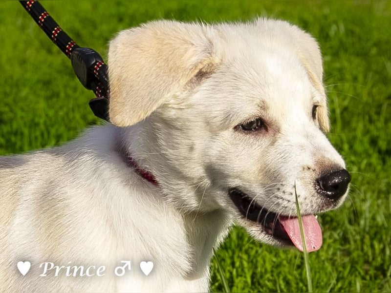 Prince sucht ein  Zuhause