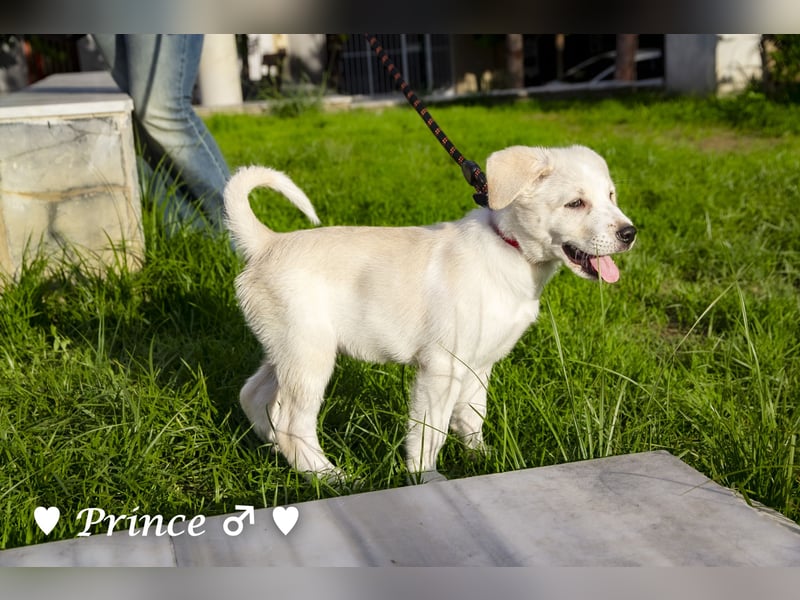 Prince sucht ein  Zuhause