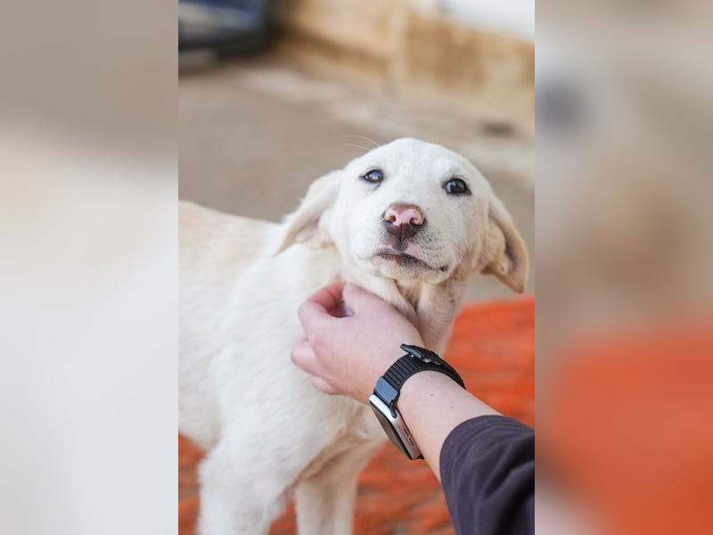 Lillith sucht ein Zuhause