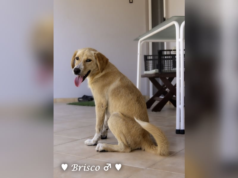 Brisco sucht ein Zuhause