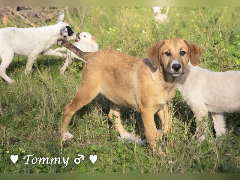 Tommy sucht ab sofort ein Zuhause