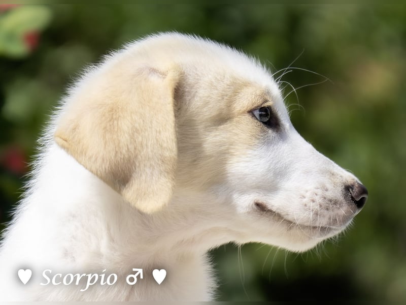 Badu, Baja,  Bambi, Scorpio und   Brownie suchen ab August ein Zuhause