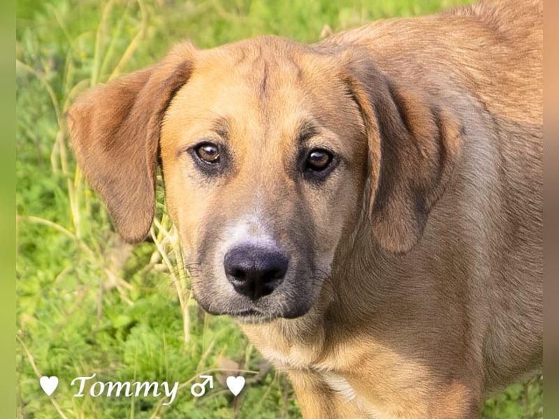 Tommy sucht ab sofort ein Zuhause