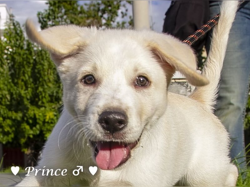 Prince sucht ein  Zuhause