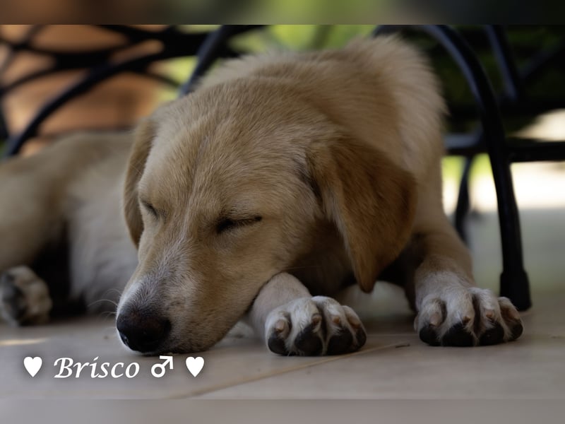 Brisco sucht ein Zuhause