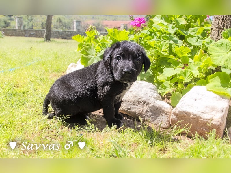 Savas, Selma und Simos   suchen ein Zuhause