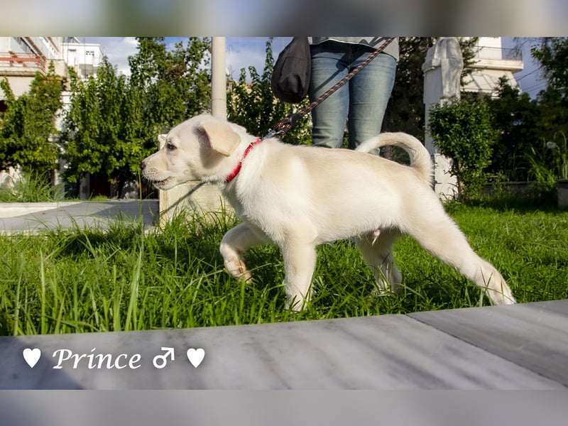 Prince sucht ein  Zuhause