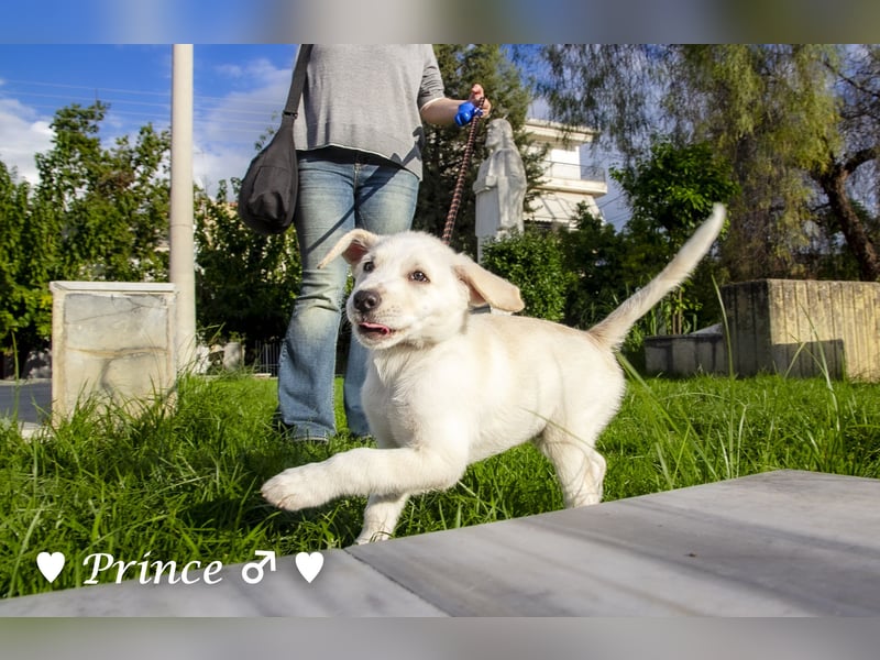 Prince sucht ein  Zuhause