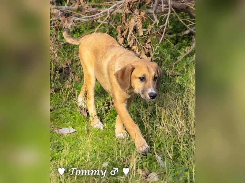 Tommy sucht ab sofort ein Zuhause