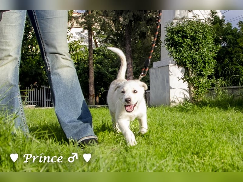 Prince sucht ein  Zuhause