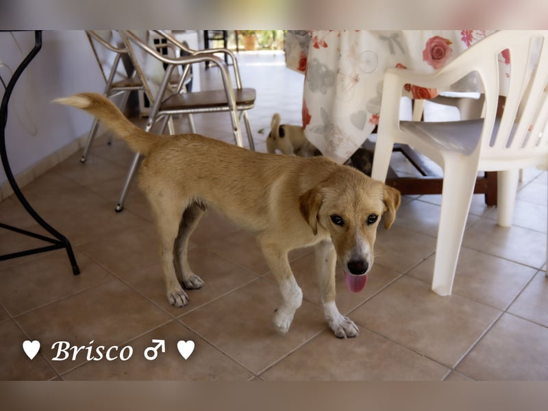 Brisco sucht ein Zuhause