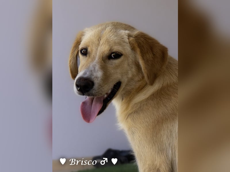 Brisco sucht ein Zuhause