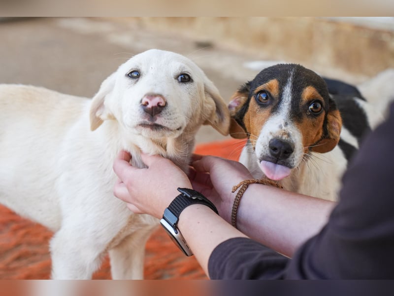 Lillith sucht ein Zuhause