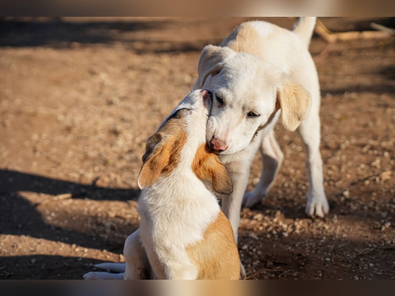 Lillith sucht ein Zuhause