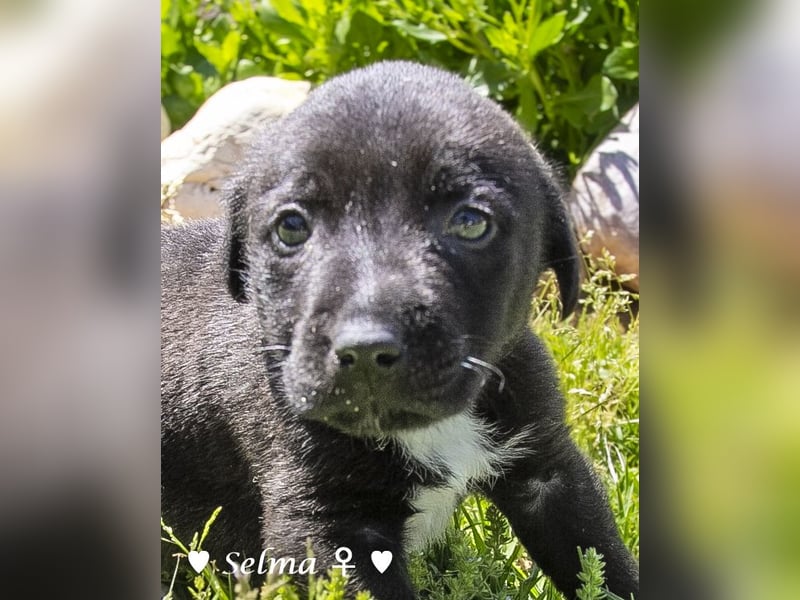 Savas, Selma und Simos   suchen ein Zuhause