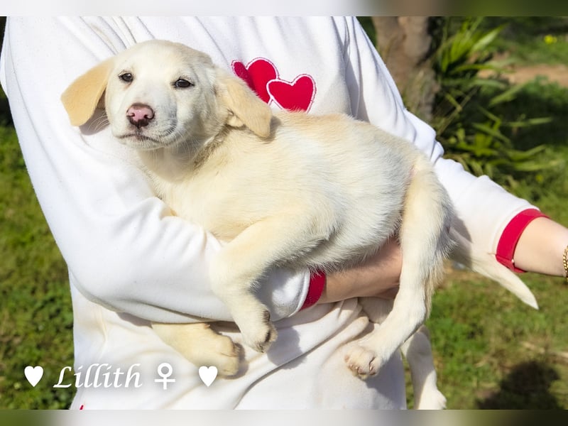 Lillith sucht ein Zuhause